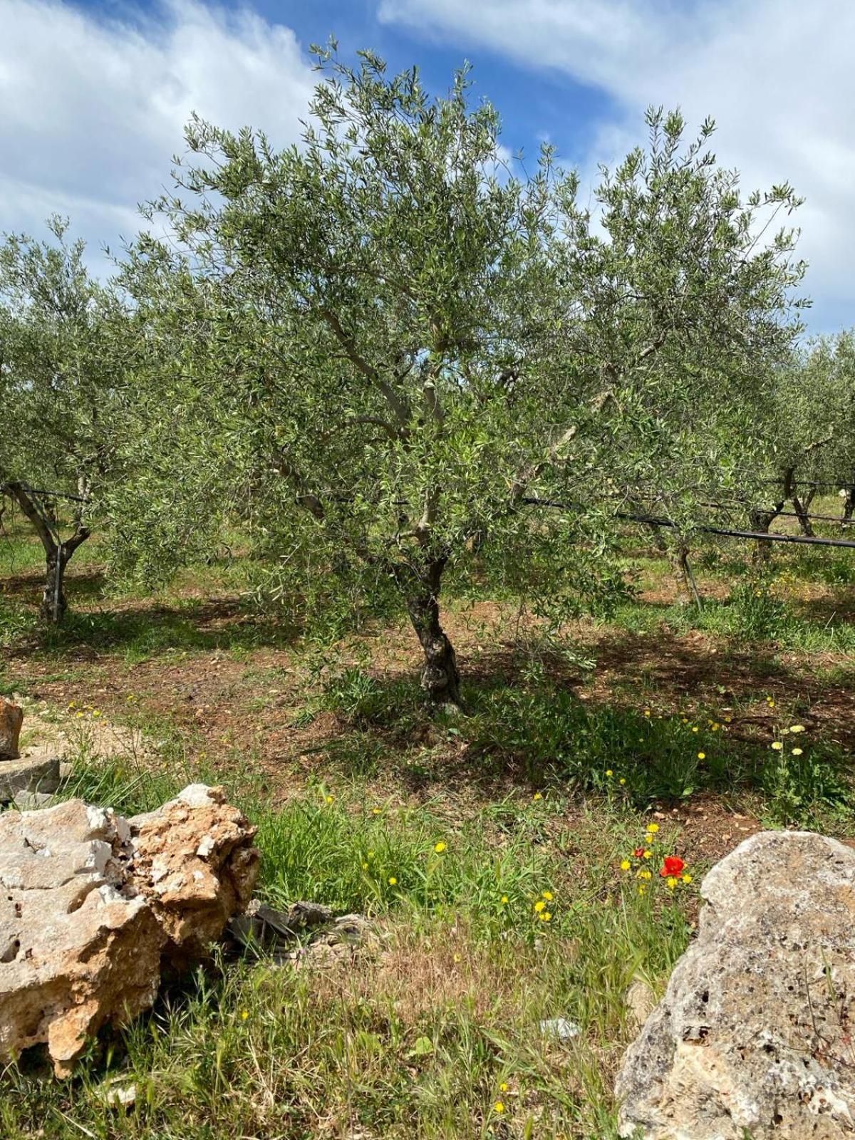 Villa Trellame - Casa Vacanze Tra Gli Ulivi Acquaviva delle Fonti Exterior foto